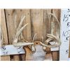 Image 3 : 3 Sets Of Whitetail Antlers On Plaques 1 Mini Monster