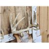 Image 4 : 3 Sets Of Whitetail Antlers On Plaques 1 Mini Monster