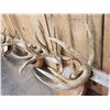 Image 5 : 3 Sets Of Whitetail Antlers On Plaques 1 Mini Monster