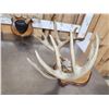 Image 7 : 3 Sets Of Whitetail Antlers On Plaques 1 Mini Monster