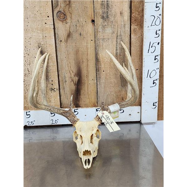 5x5 Whitetail Antlers On Skull
