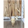 Image 1 : 5x5 Whitetail Antlers On Skull