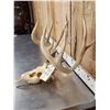 Image 2 : 5x5 Whitetail Antlers On Skull