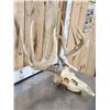 Image 3 : 5x5 Whitetail Antlers On Skull