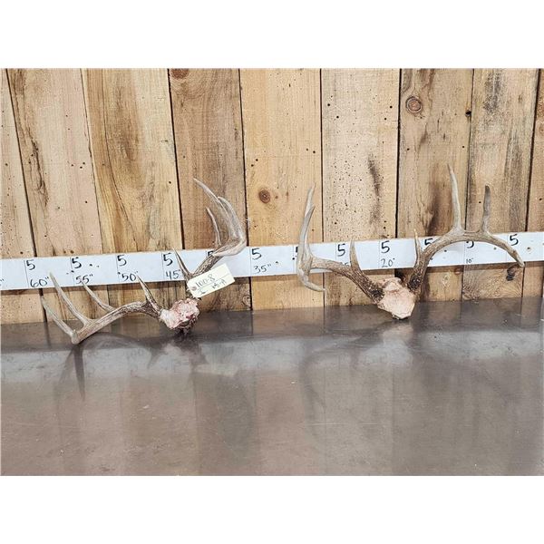 2 Sets Of Whitetail Antlers On Skull Plate
