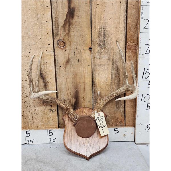 4x4 Whitetail Antlers On Plaque