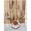 Image 1 : 4x4 Whitetail Antlers On Plaque