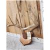 Image 2 : 4x4 Whitetail Antlers On Plaque