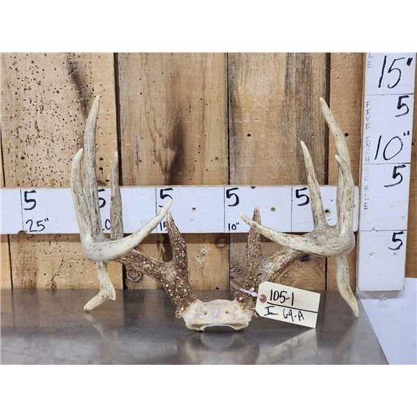 Wild 5x5 Double Droptine Whitetail Antlers On Skull Plate