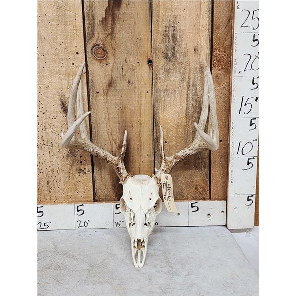 5x5 Whitetail Antlers On Skull