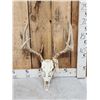 Image 1 : 5x5 Whitetail Antlers On Skull