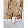 Image 2 : 5x5 Whitetail Antlers On Skull