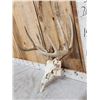 Image 3 : 5x5 Whitetail Antlers On Skull
