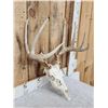 Image 4 : 5x5 Whitetail Antlers On Skull