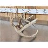 Image 10 : 2 Nice Sets Of Whitetail Antlers On Skull Plate