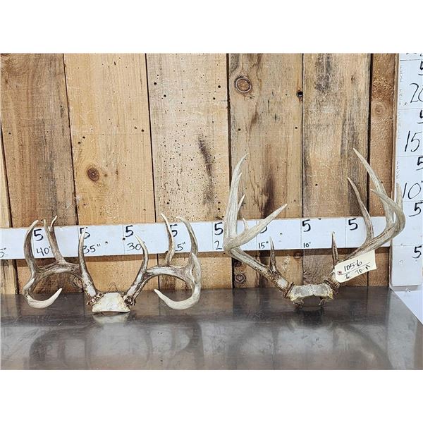 2 Nice Sets Of Whitetail Antlers On Skull Plate