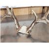 Image 8 : 2 Nice Sets Of Whitetail Antlers On Skull Plate
