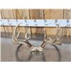 Image 9 : 2 Nice Sets Of Whitetail Antlers On Skull Plate