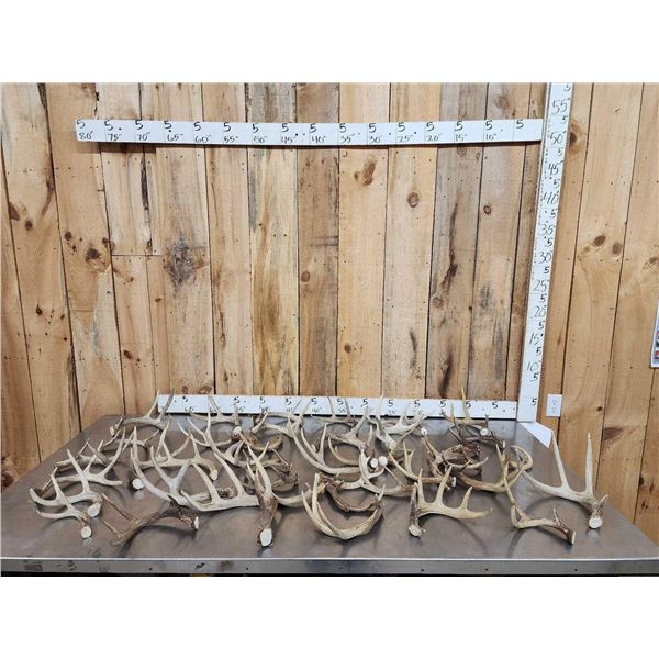 23.9 Lbs Of Whitetail Antlers