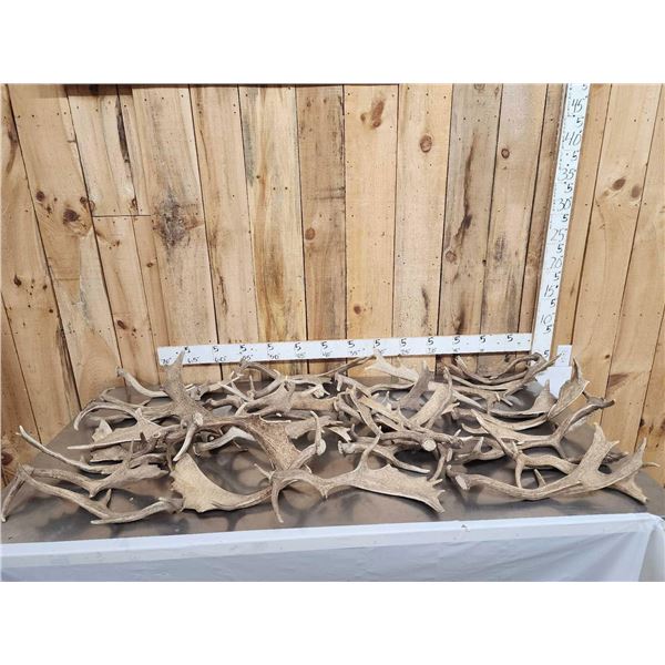 48.6 Lbs Of Fallow Deer Shed Antlers