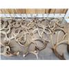 Image 3 : 26.4 Lbs Of Deer Antlers