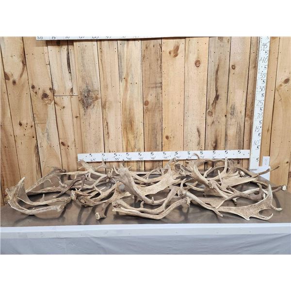 37.2 Lbs Of Fallow Deer Shed Antlers