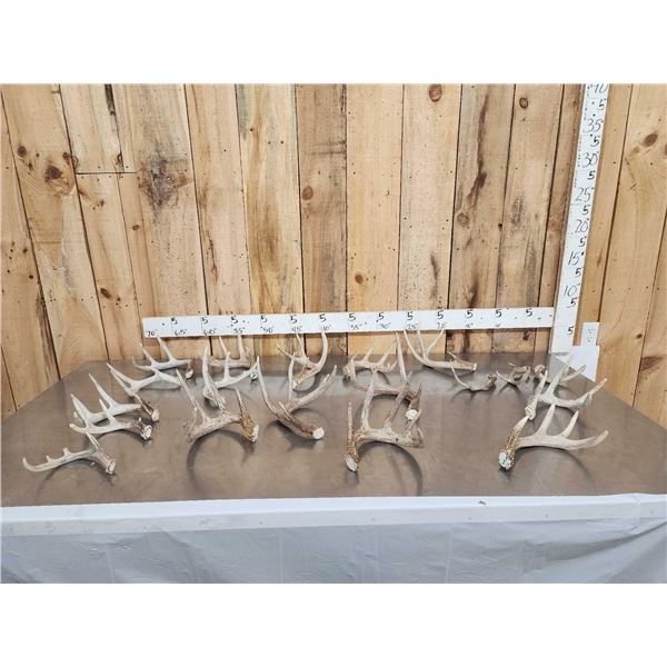 13.6 Lbs Of Whitetail Antlers