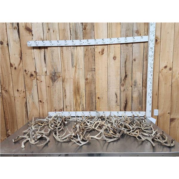33.4 Lbs Of Whitetail Antlers