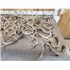 Image 2 : 33.4 Lbs Of Whitetail Antlers