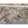 Image 3 : 33.4 Lbs Of Whitetail Antlers