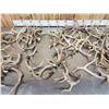 Image 4 : 33.4 Lbs Of Whitetail Antlers