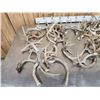 Image 5 : 33.4 Lbs Of Whitetail Antlers