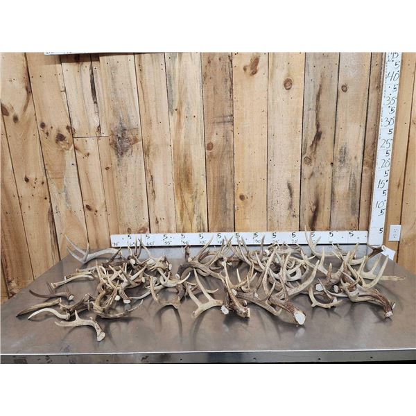 26.7 Lbs Of Whitetail Antlers