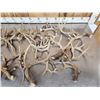 Image 2 : 26.7 Lbs Of Whitetail Antlers