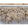 Image 3 : 26.7 Lbs Of Whitetail Antlers