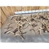 Image 4 : 26.7 Lbs Of Whitetail Antlers