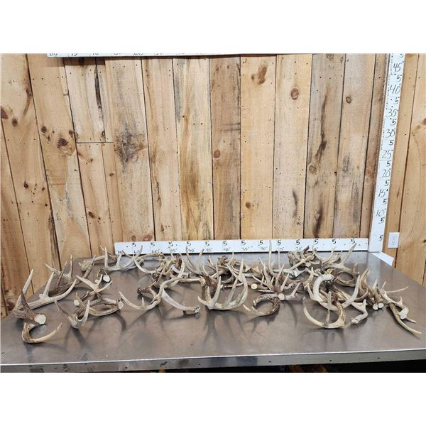 25.5 Lbs Of Whitetail Antlers