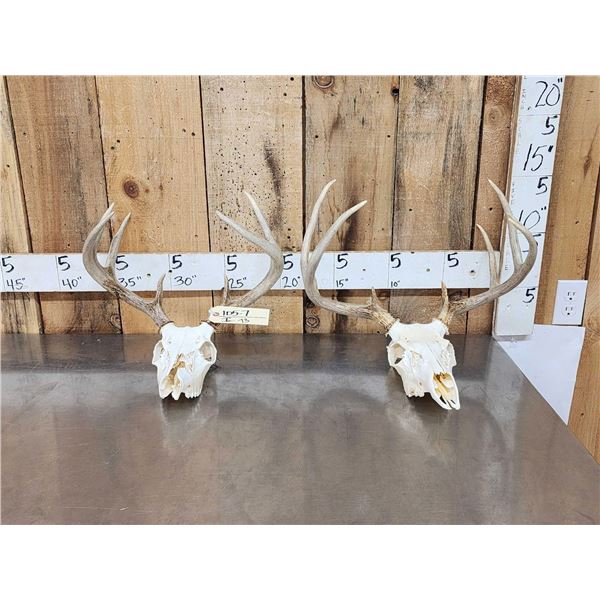 2 Sets Of Whitetail Antlers On Skull