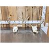 Image 1 : 2 Sets Of Whitetail Antlers On Skull