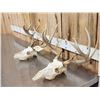 Image 2 : 2 Sets Of Whitetail Antlers On Skull