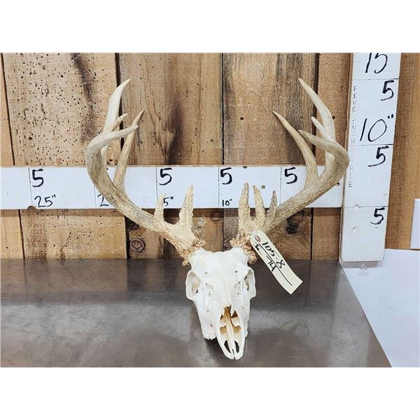 Main Frame 5x5 Whitetail Antlers On Skull