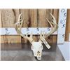 Image 1 : Main Frame 5x5 Whitetail Antlers On Skull