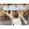 Image 2 : Main Frame 5x5 Whitetail Antlers On Skull