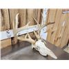 Image 4 : Main Frame 5x5 Whitetail Antlers On Skull