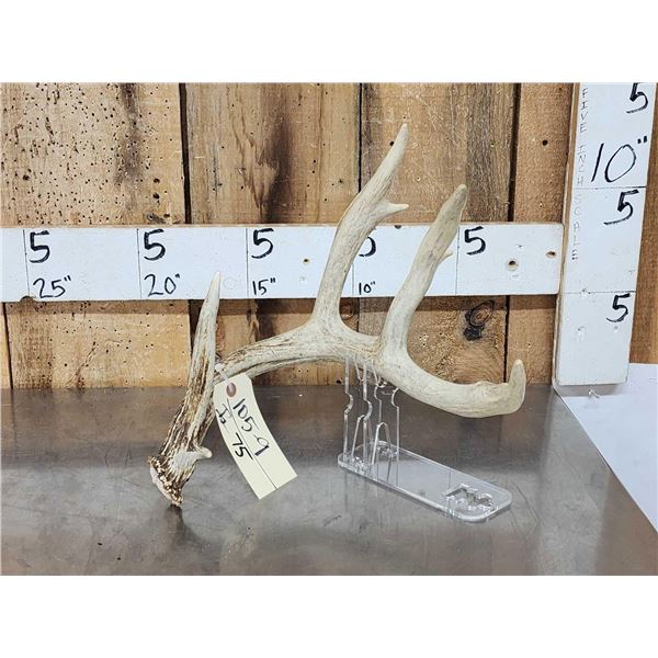 Main Frame 4 Point Wild Whitetail Shed Antler