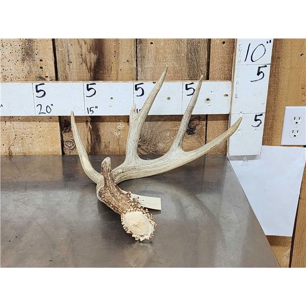 Wild Main Frame 5 Point Whitetail Shed Antler