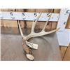 Image 2 : Wild Main Frame 5 Point Whitetail Shed Antler