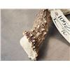 Image 3 : Wild Main Frame 5 Point Whitetail Shed Antler