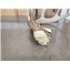 Image 4 : Wild Main Frame 5 Point Whitetail Shed Antler
