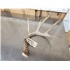 Image 5 : Wild Main Frame 5 Point Whitetail Shed Antler